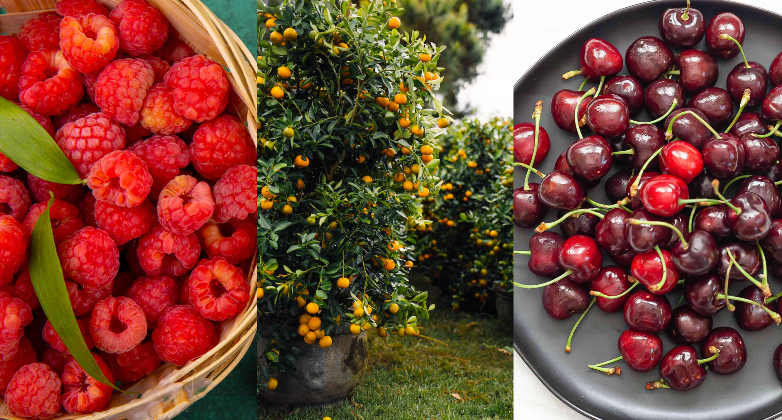 Meristem-Fruits